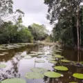 Amazonas el pulmón del mundo – Leticia